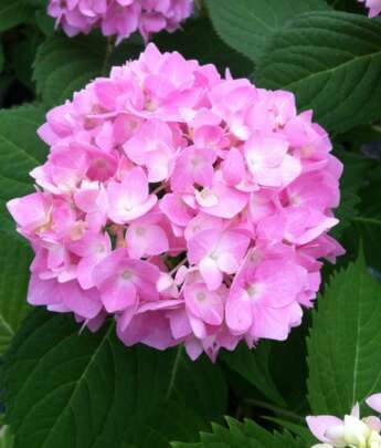 Hydrangea With Light Pink Blooms