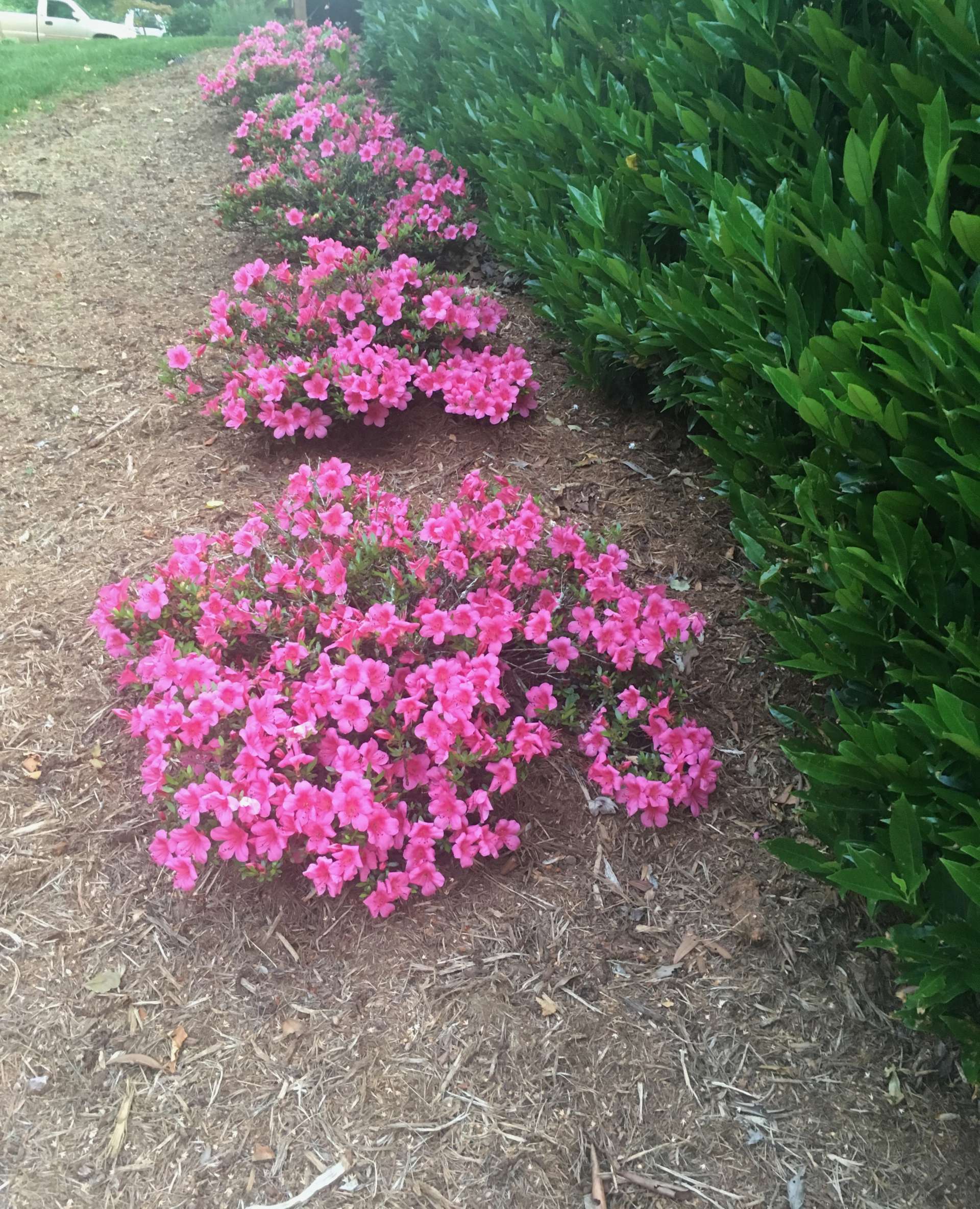 Chinsoy Pink Azaleas planted in a row