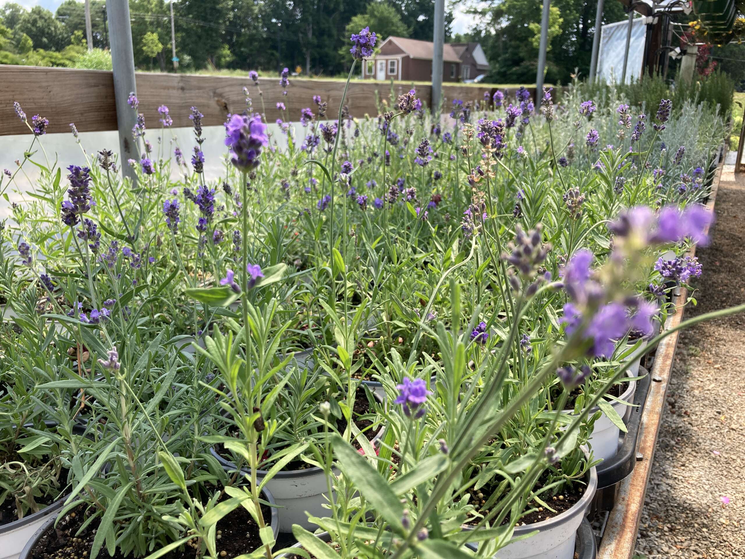 Lavender in full bloom