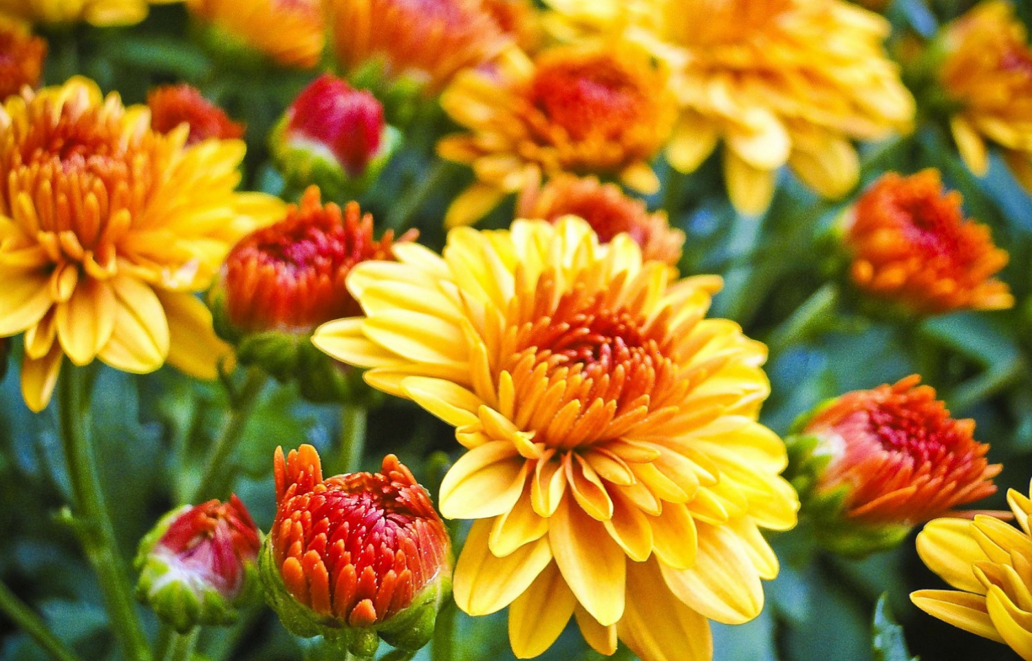 orange mum blooms
