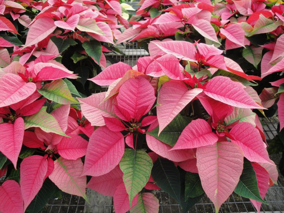 Pink Christmas Poinsettia