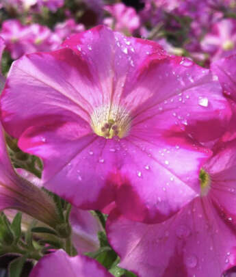 Annual Flowers