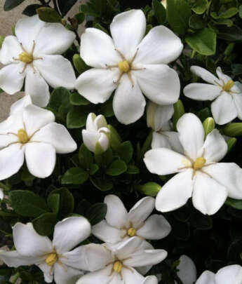 Assorted Shrub & Tree Varieties