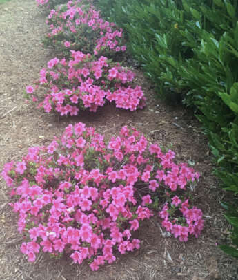 Azaleas / Rhododendron