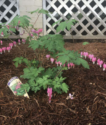 Perennial Flowers