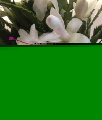 Christmas Cactus