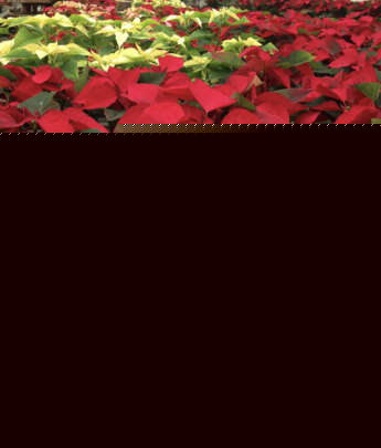 Poinsettias