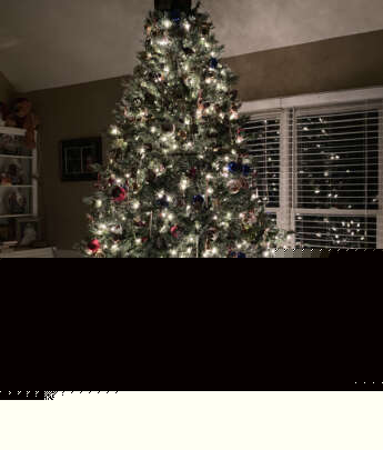 Fresh Christmas Trees