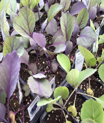 Fall Vegetables "Cole Crops"