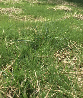 Grass Seed