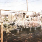 IMG_0195 Ice covered plants