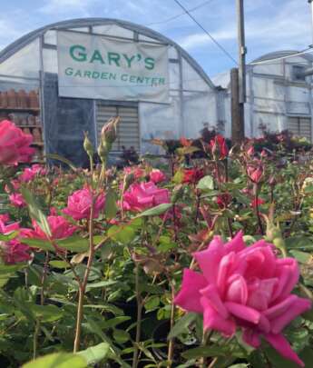 Pink Knockout Roses In Full Bloom