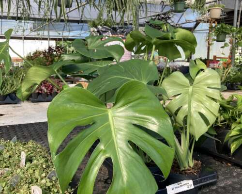 Monstera house plant