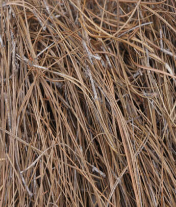 Pine Needles