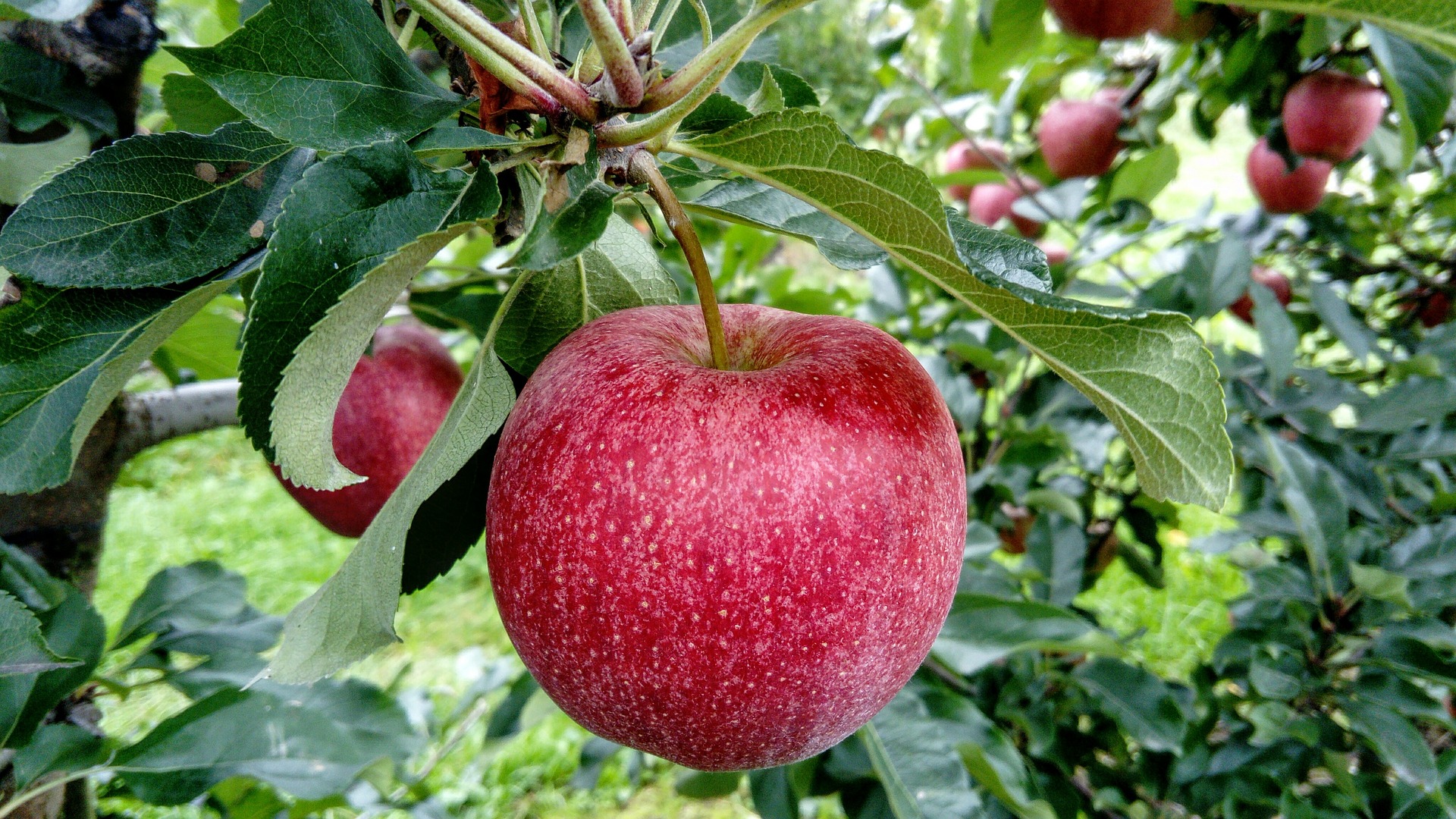 Red apples hanging on a tree