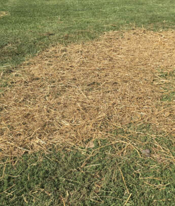 Straw Bales