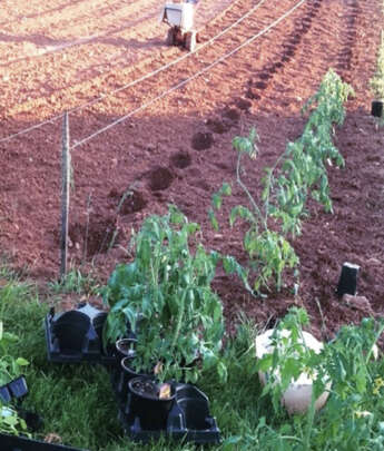 Vegetable Plants