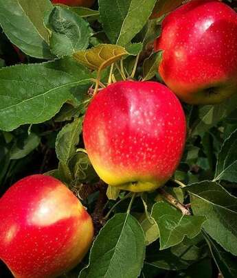 gala-apple-tree