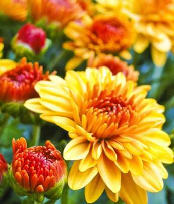 Chrysanthemum Orange Mum Blooms