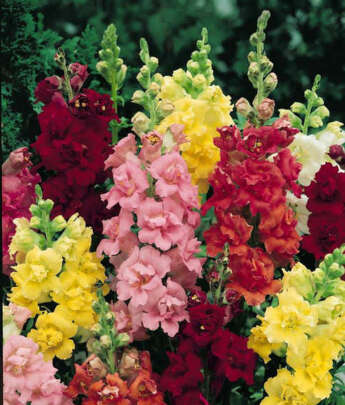 snapdragons in full bloom