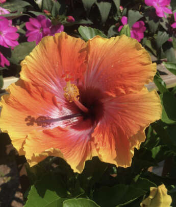 Tropicals