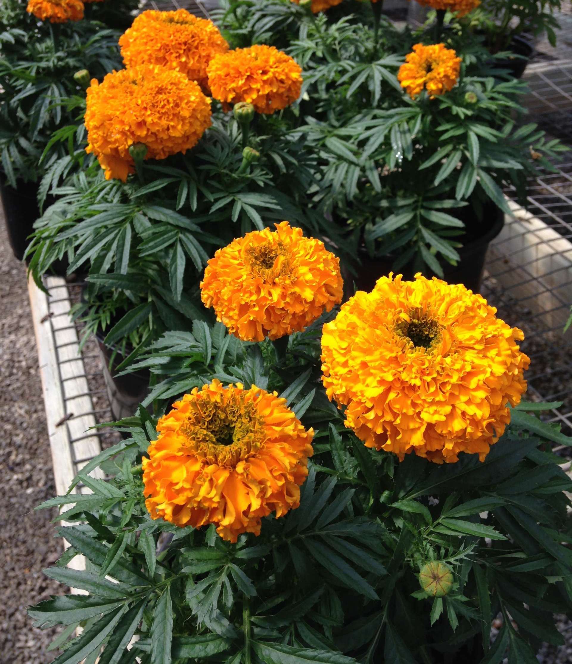 Yellow Marigolds with large blooms