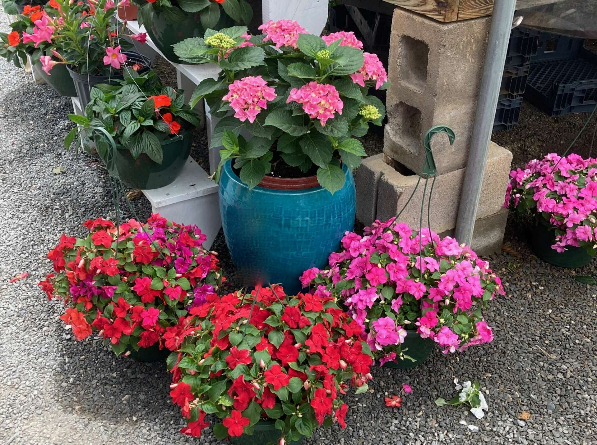 Pink Hydrangea in decorative blue pot surrounded by impatiens