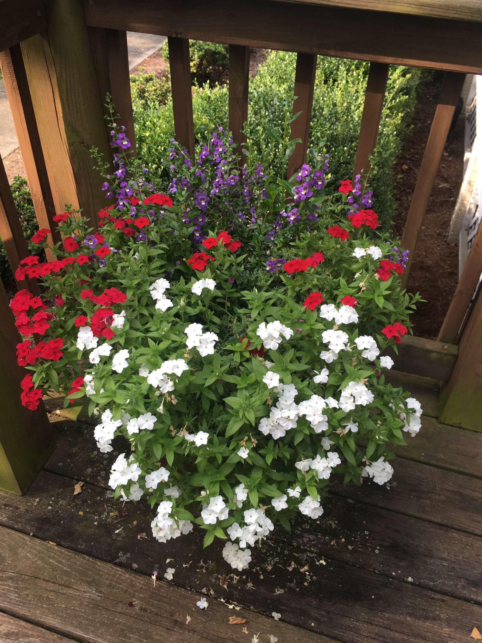 Mixed Flower Pot Red White and Purple