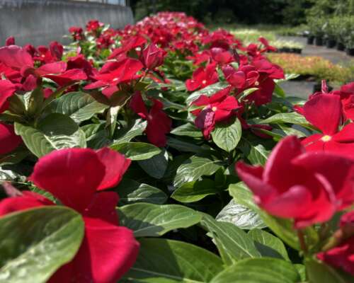 Vinca red blooms