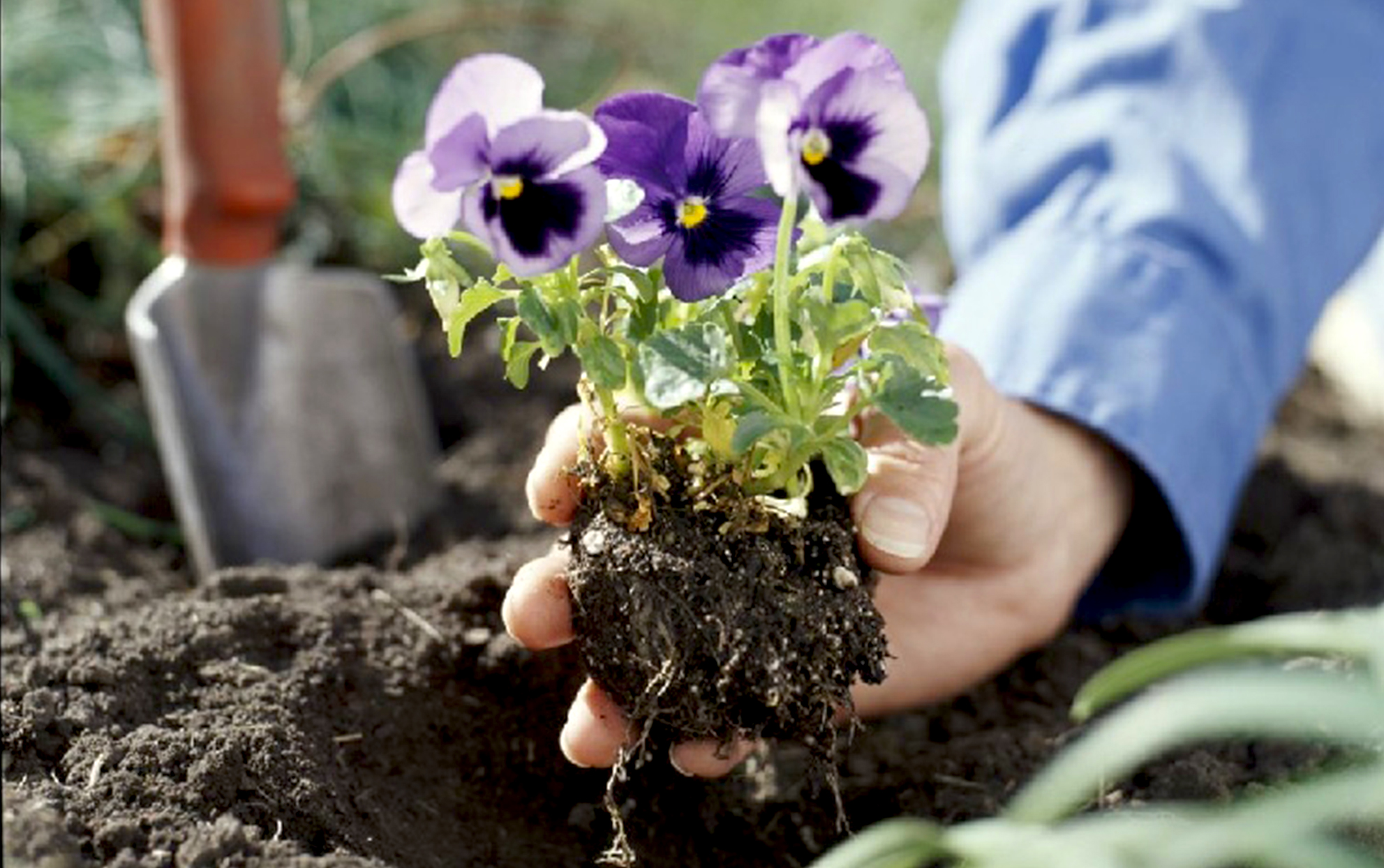 a hand planting a purple pansie