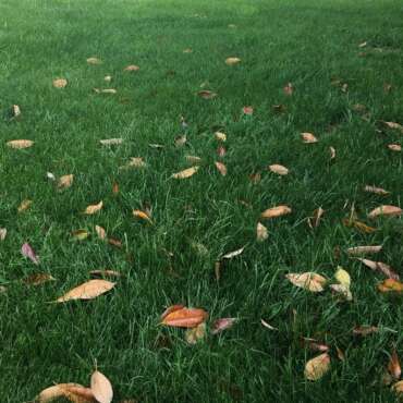 Dark green grass with fall leaves scattered
