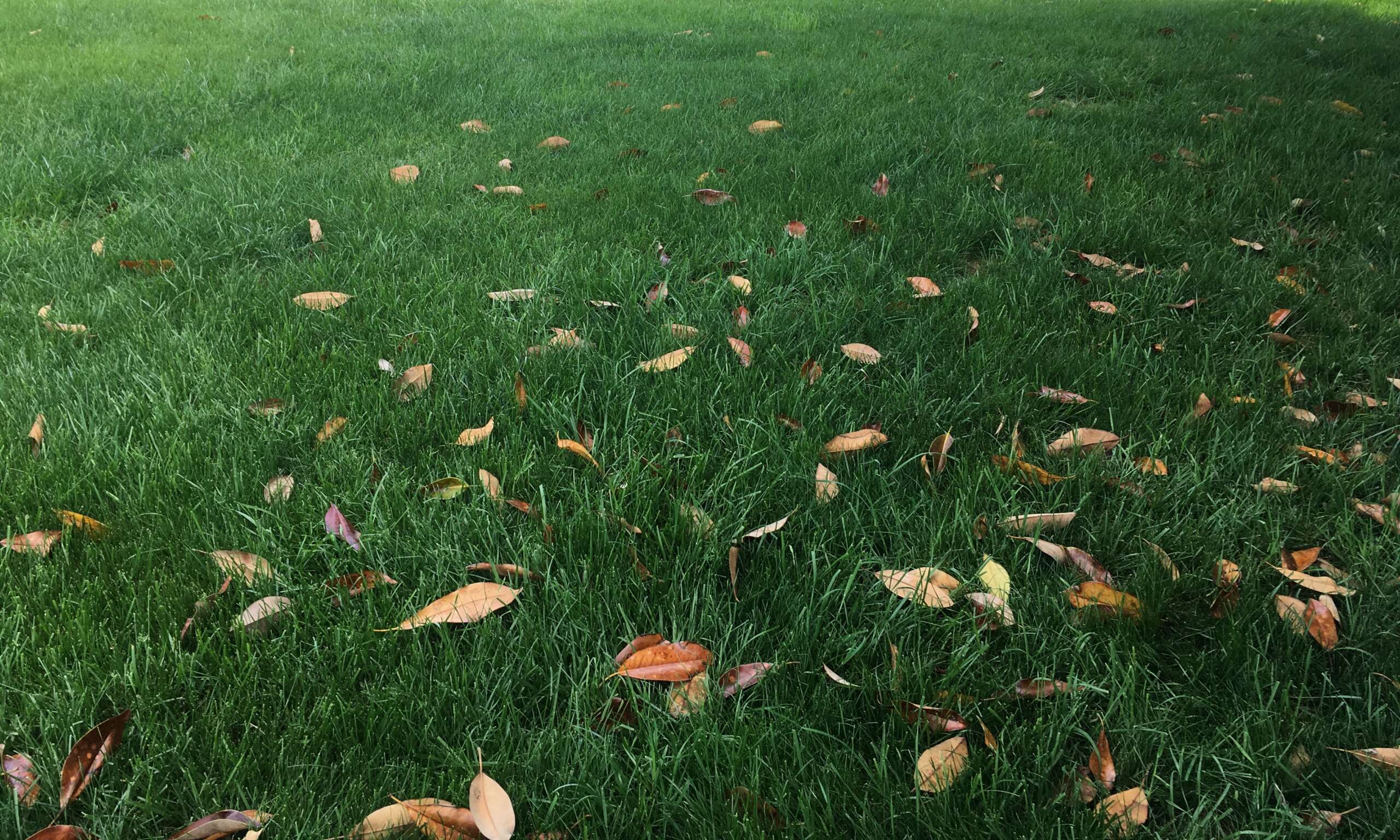 Dark green grass with fall leaves scattered