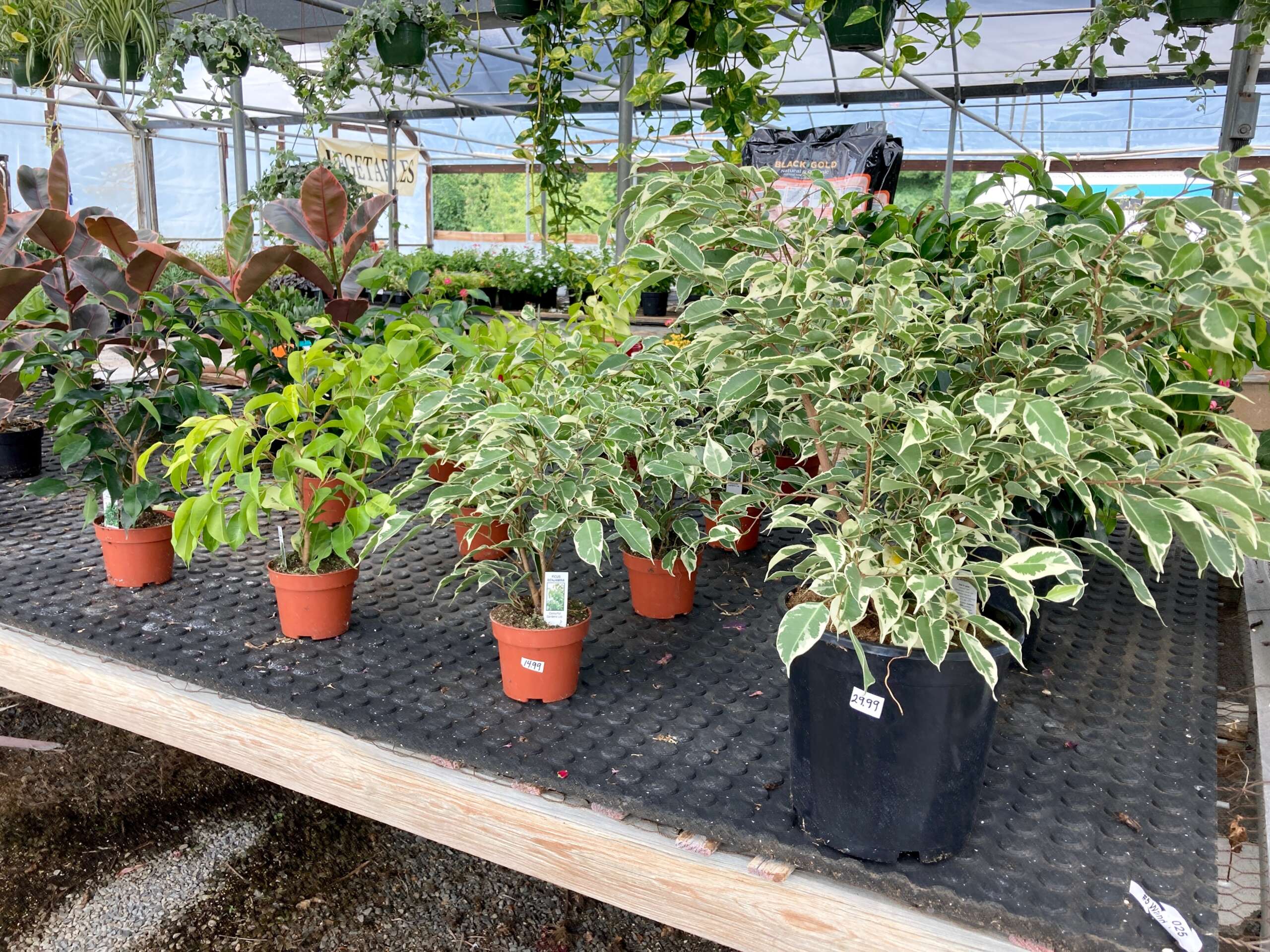 Ficus Trees