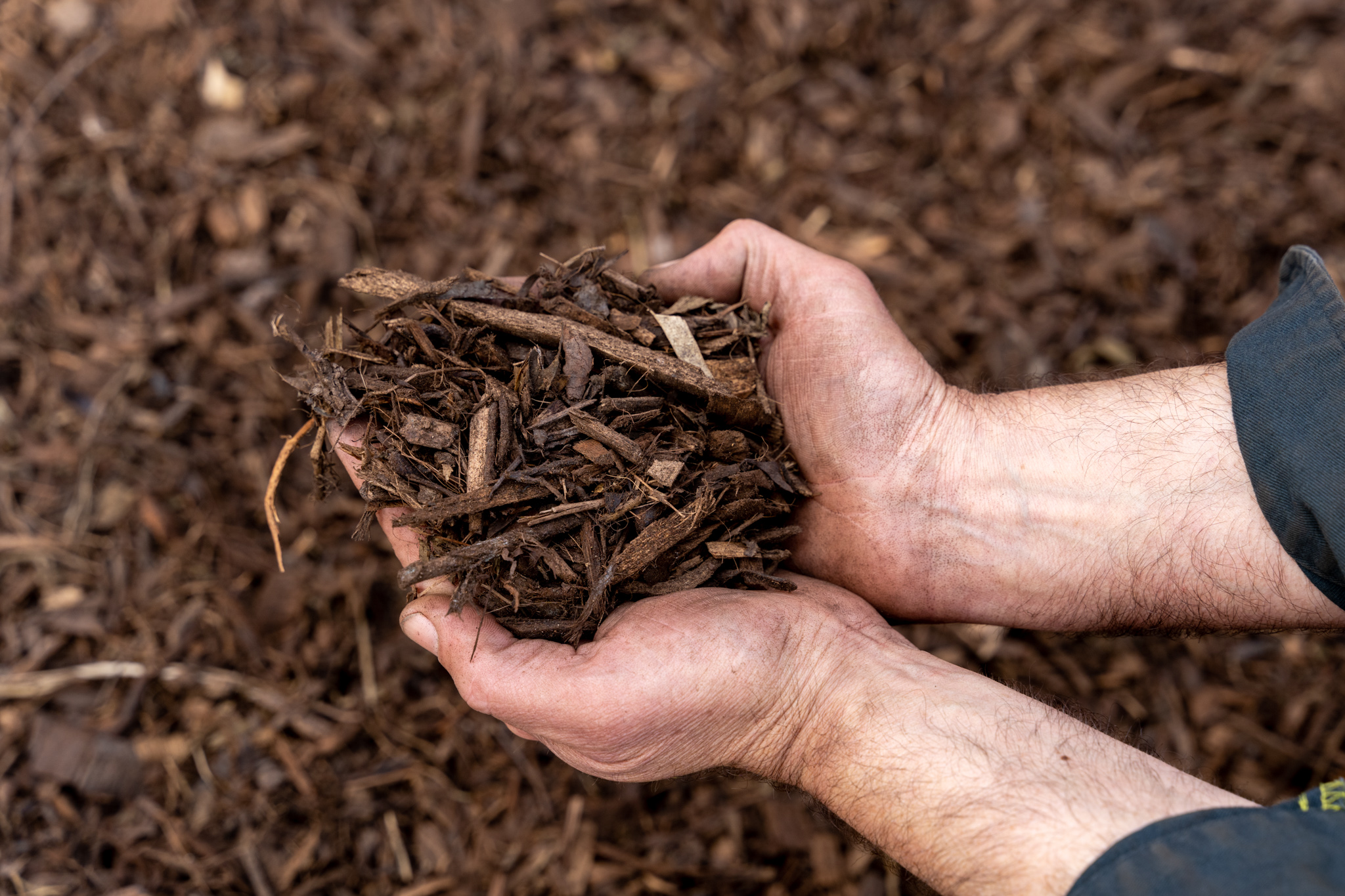 hands holding mulch