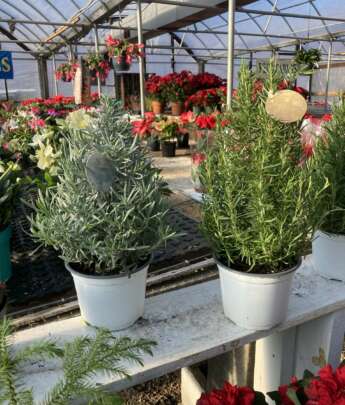 Rosemary and Lavender pruned in Christmas tree shape