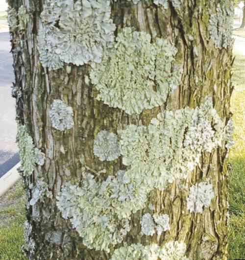 Tree Lichen