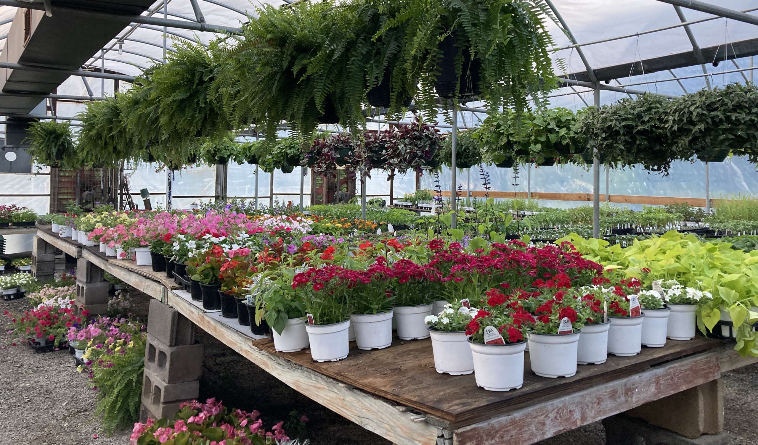 Greenhouse full of flowers