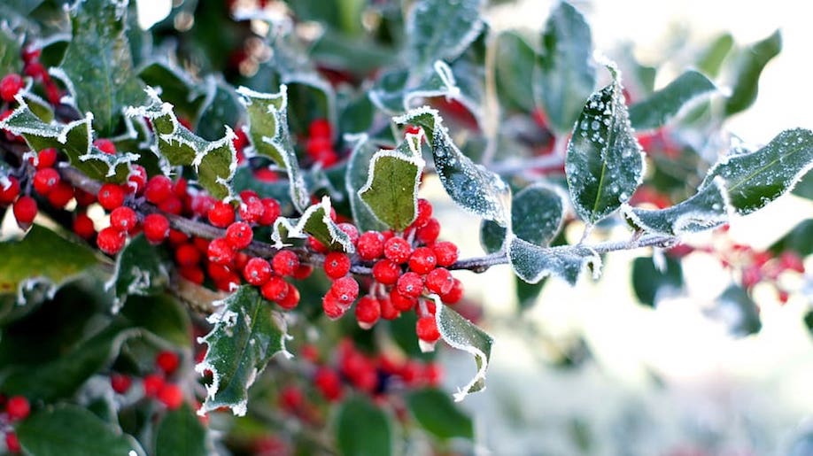 holly berries with winter frost