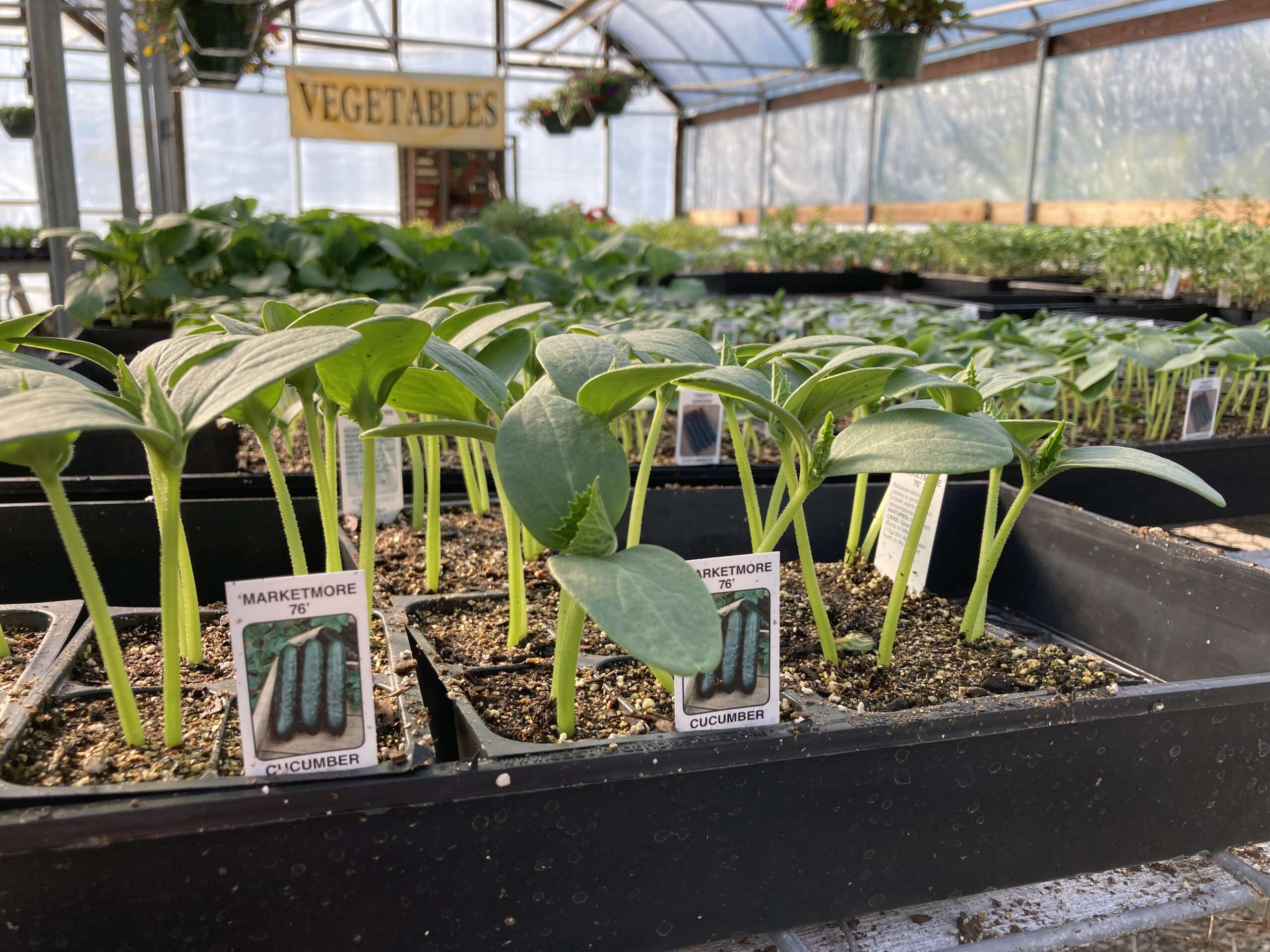 Cucumber plants