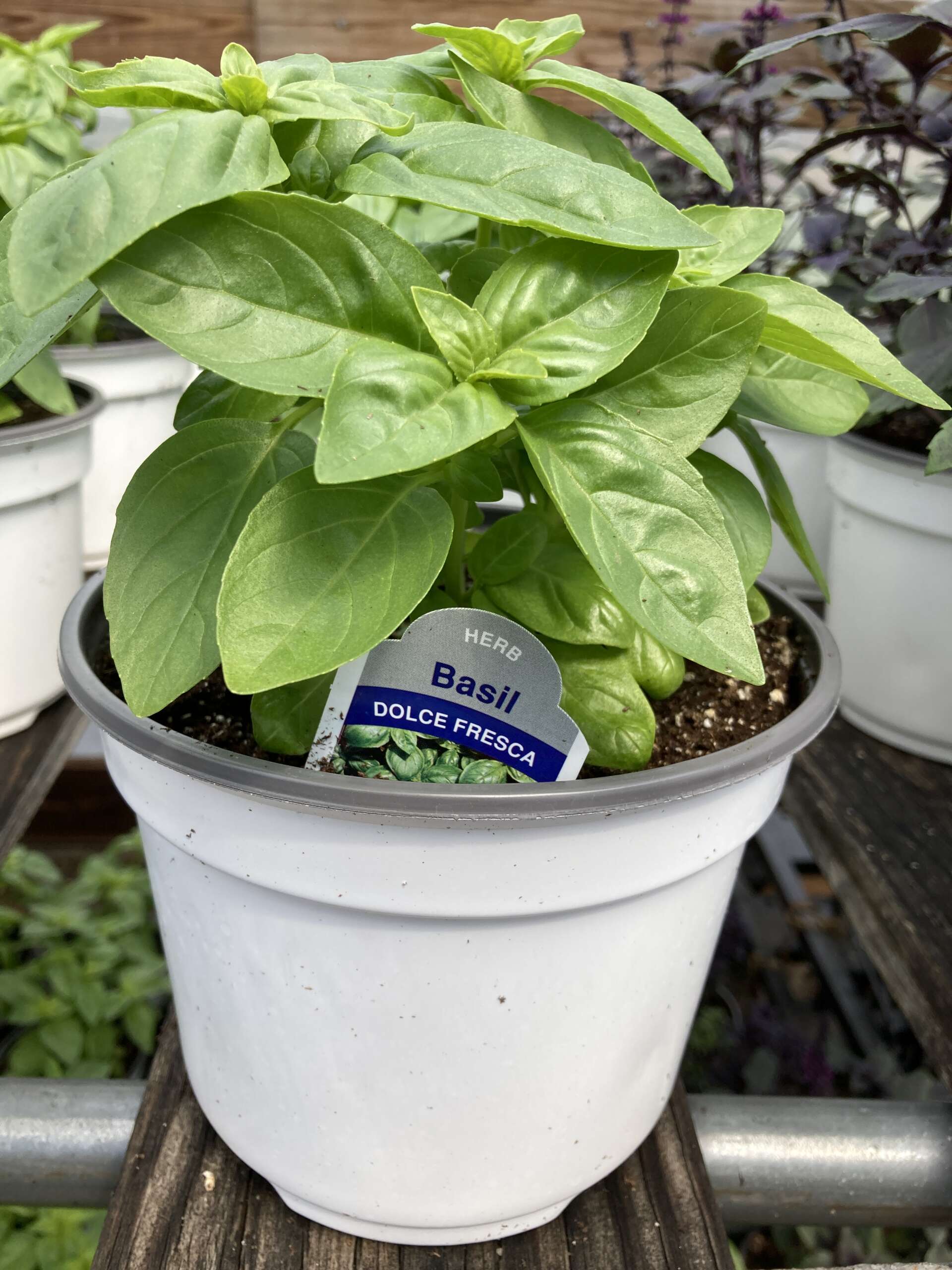 Pot of Dolce Fresca Basil