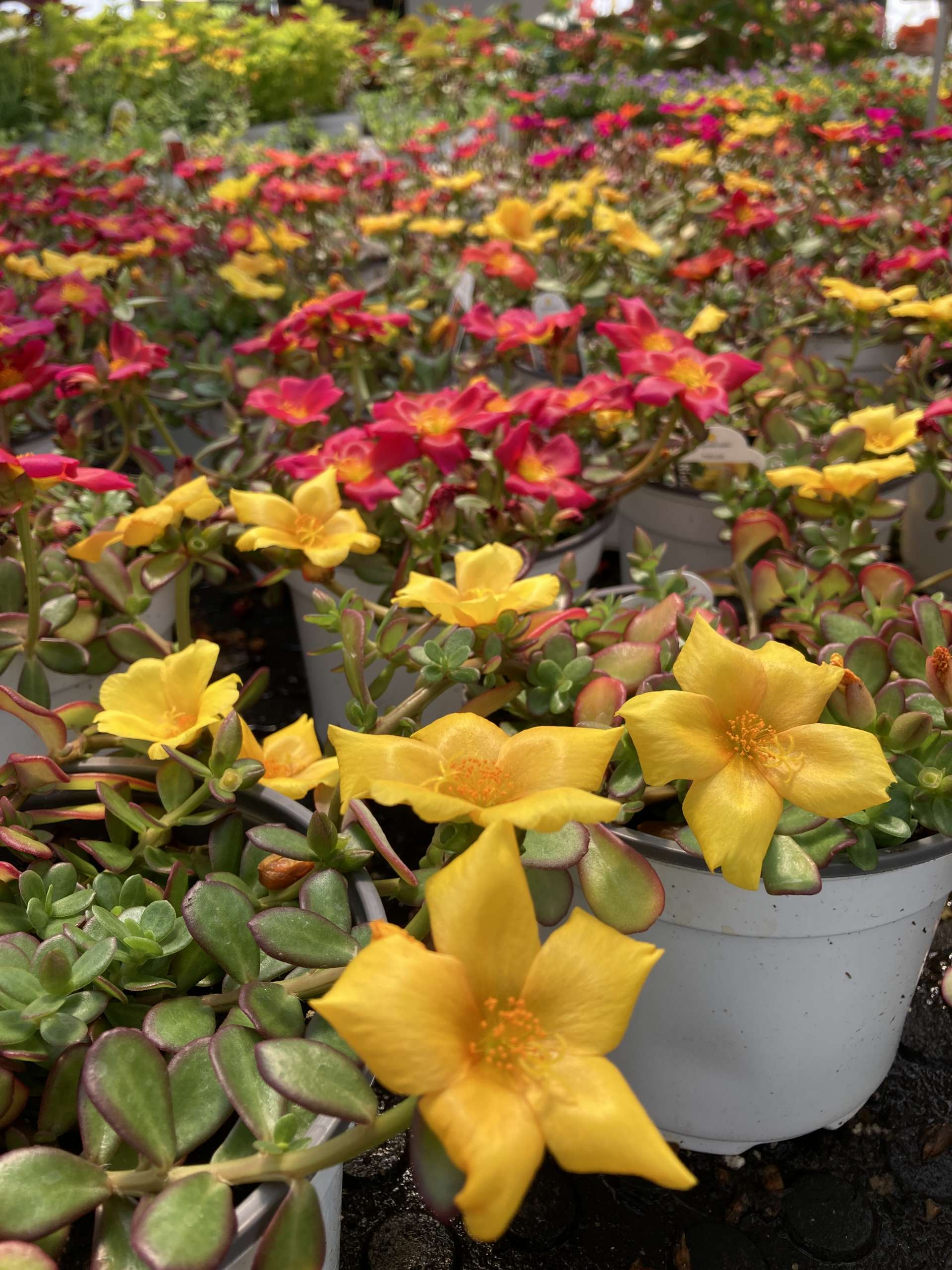 Yellow and pink purslane flowers