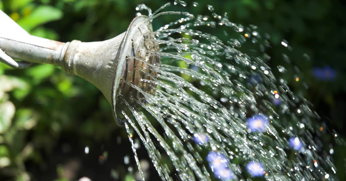 pouring water out of a watering can