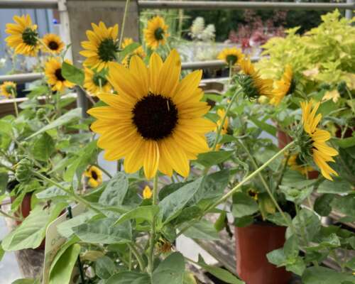 Sunbelievable sunflower in full bloom