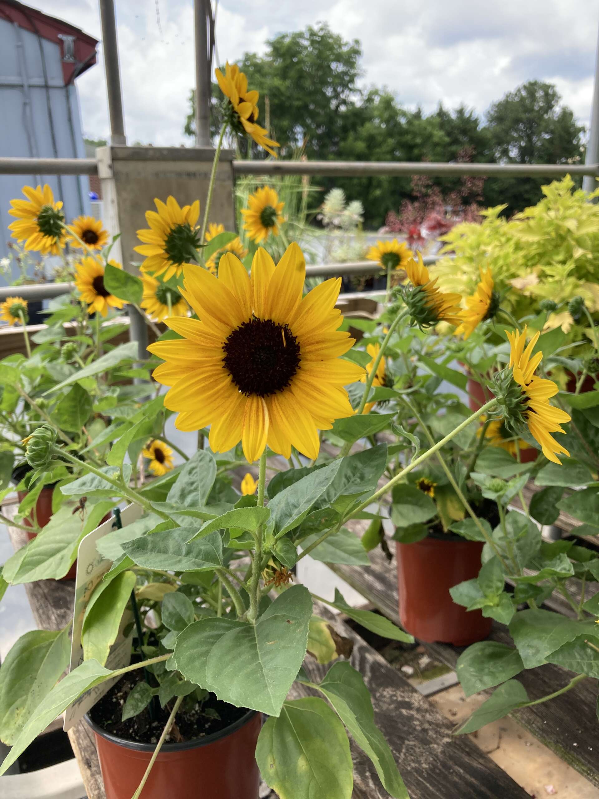 Sunbelievable sunflower in full bloom