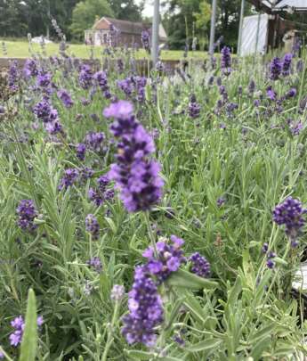 Lavender in full bloom