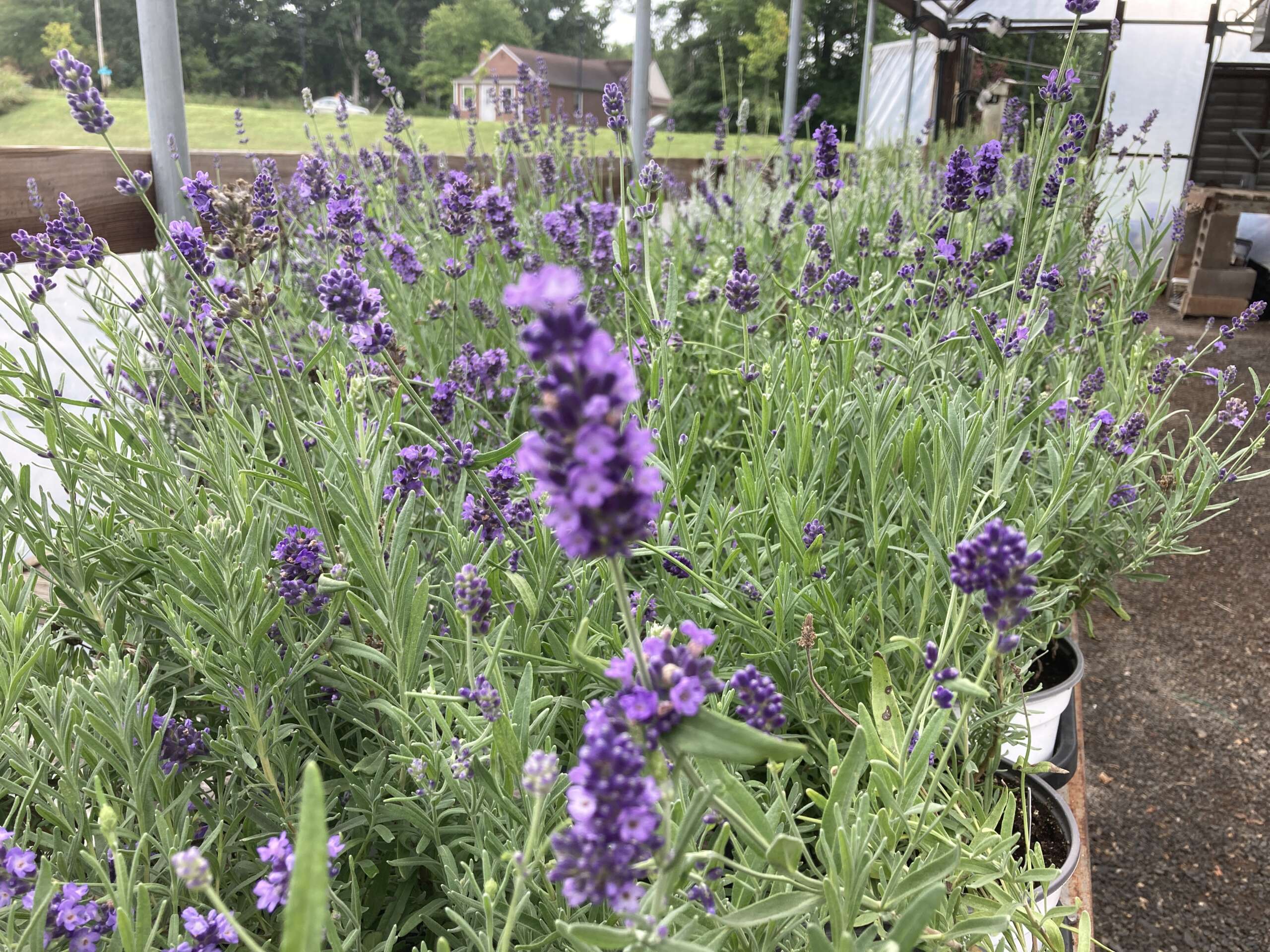 Lavender in full bloom