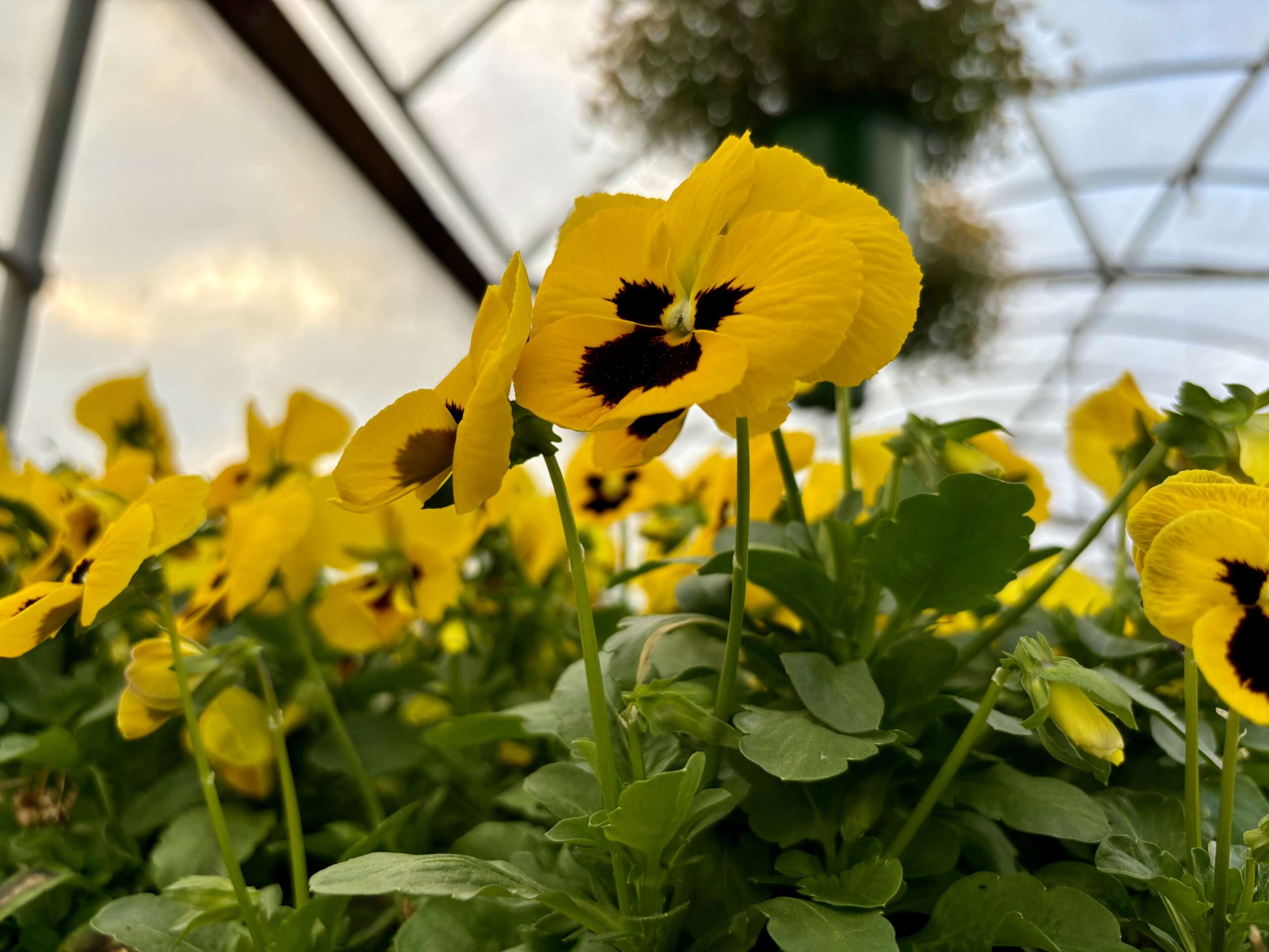 Yellow pansies with face