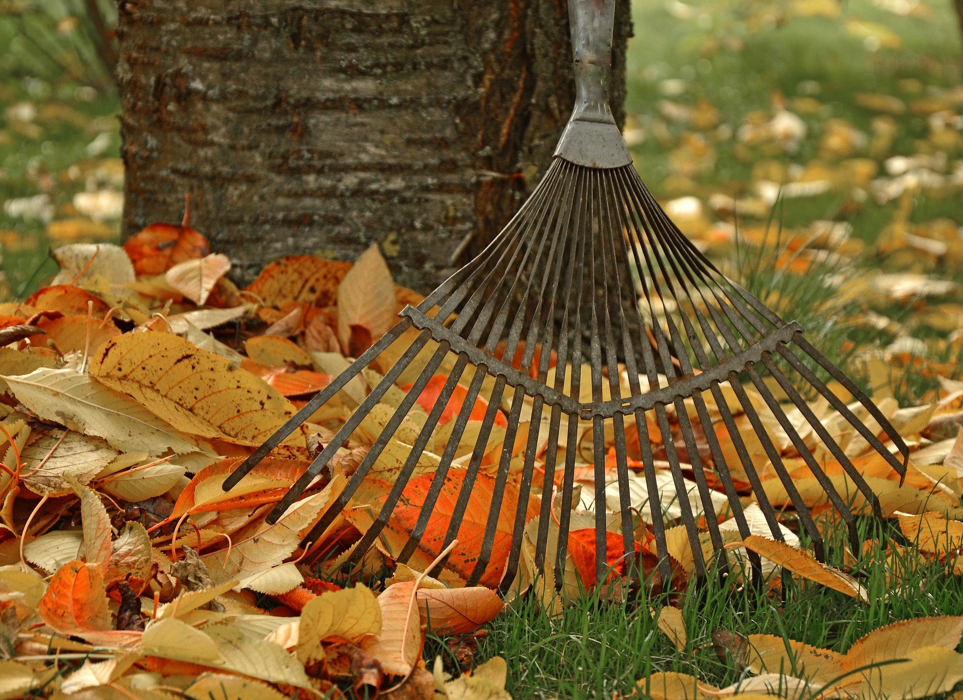 Up close raking leaves