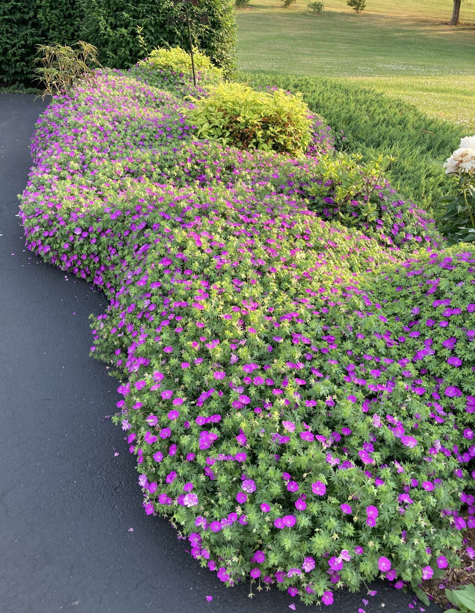 Bed of perennial geraniums in bloom