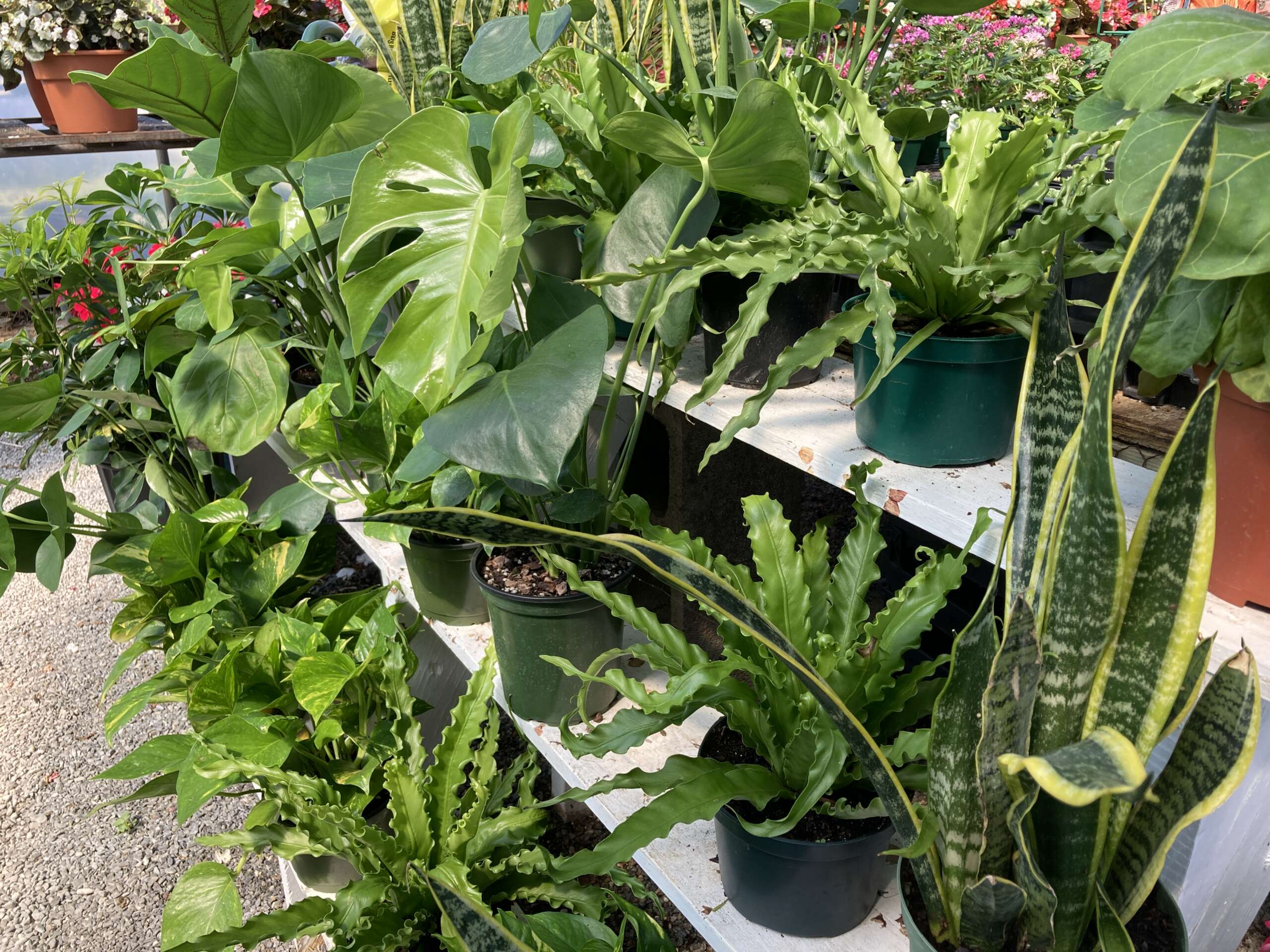 Assortment of houseplants on display